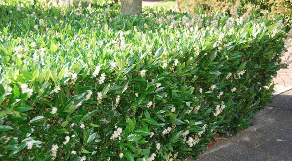 The Growth Performance Of A Cherry Laurel Hedge