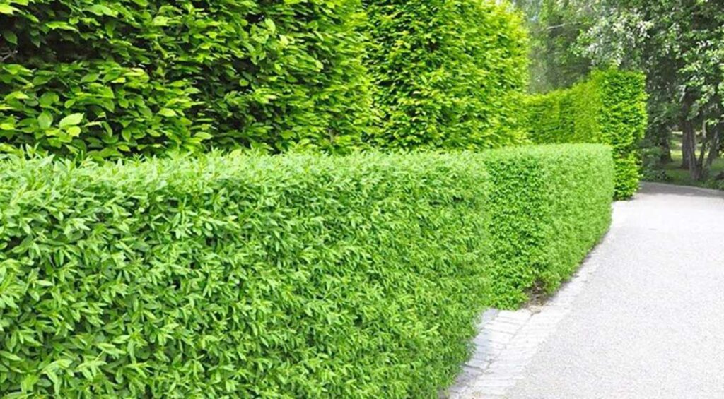 What Deciduous Hedge Plants Provide Privacy?