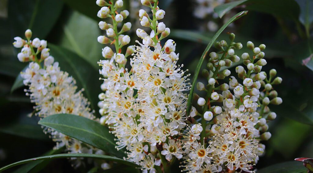 These Hedge Plants Remain Green All Year Round