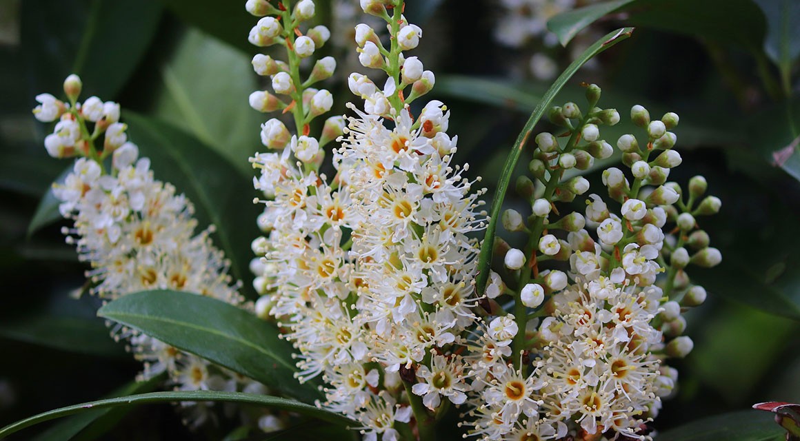 These Hedge Plants Remain Green All Year Round - Gardeninguru