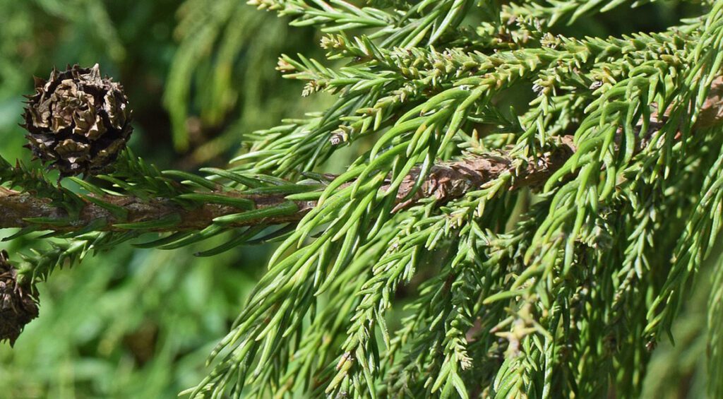 The Fastest Growing Hedge Plants