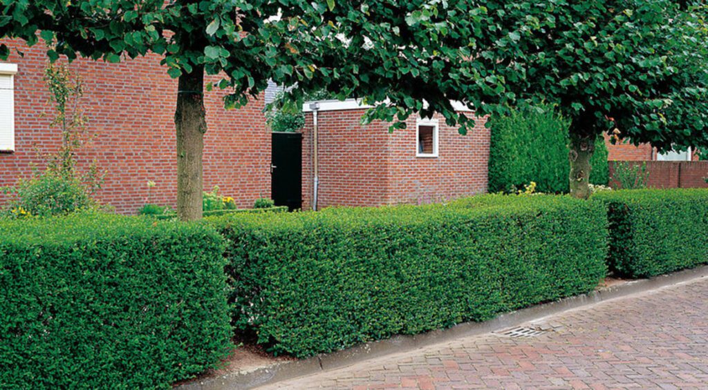 6 Reasons Why You Should Select Privet Hedge