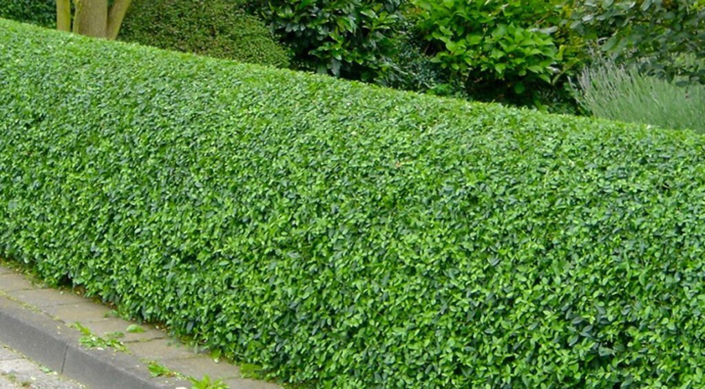 Is The Green Privet Evergreen?