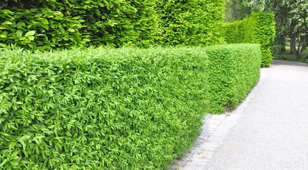 6 Reasons Why You Should Select Privet Hedge