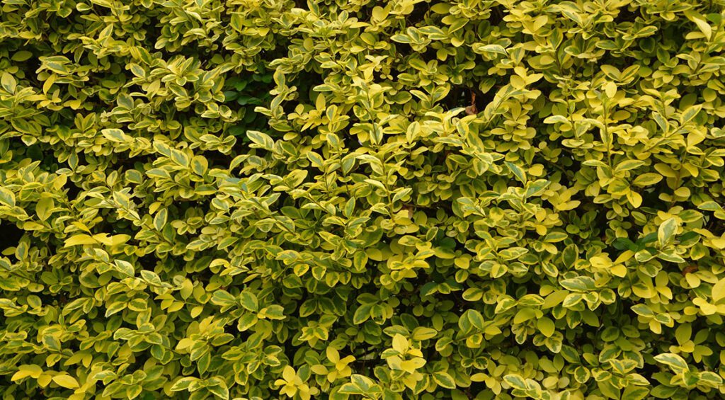 New Garden? These Fast-growing Plants Will Soon Be Hedges!