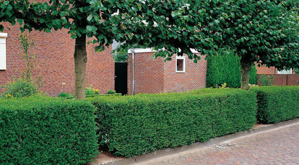 How To Care For Your Privet Hedge