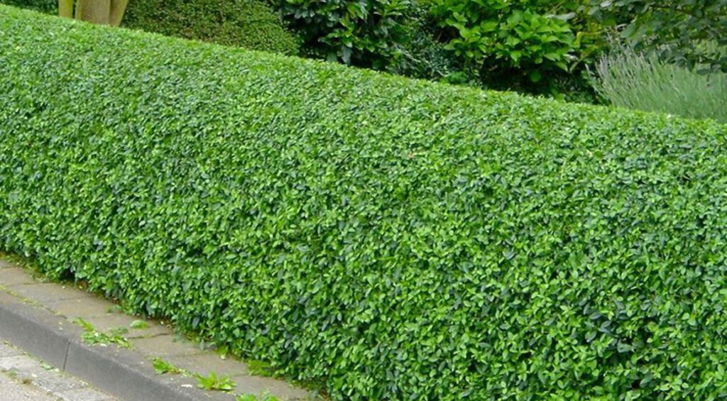 What Are Easy Growing Flowering Privet Hedges