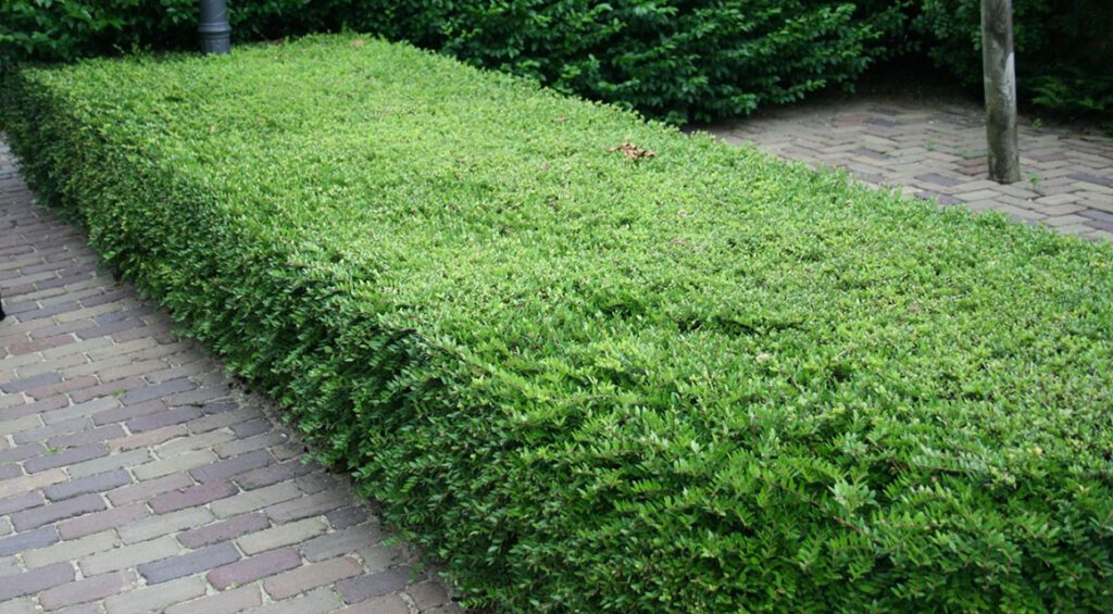 What Is A Good Substitute For Boxwood?