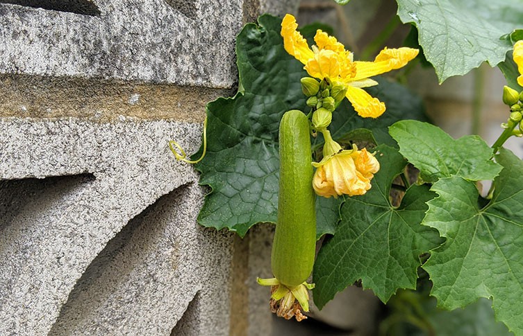 Grow Loofah Cucumber: Luffa From Your Own Garden