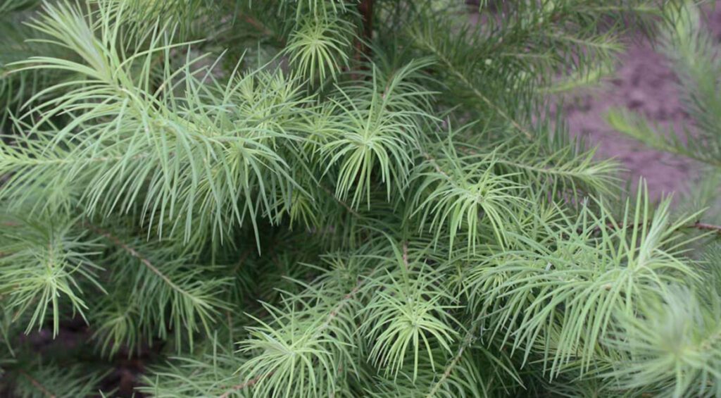 How To Recognize The Different Conifers?