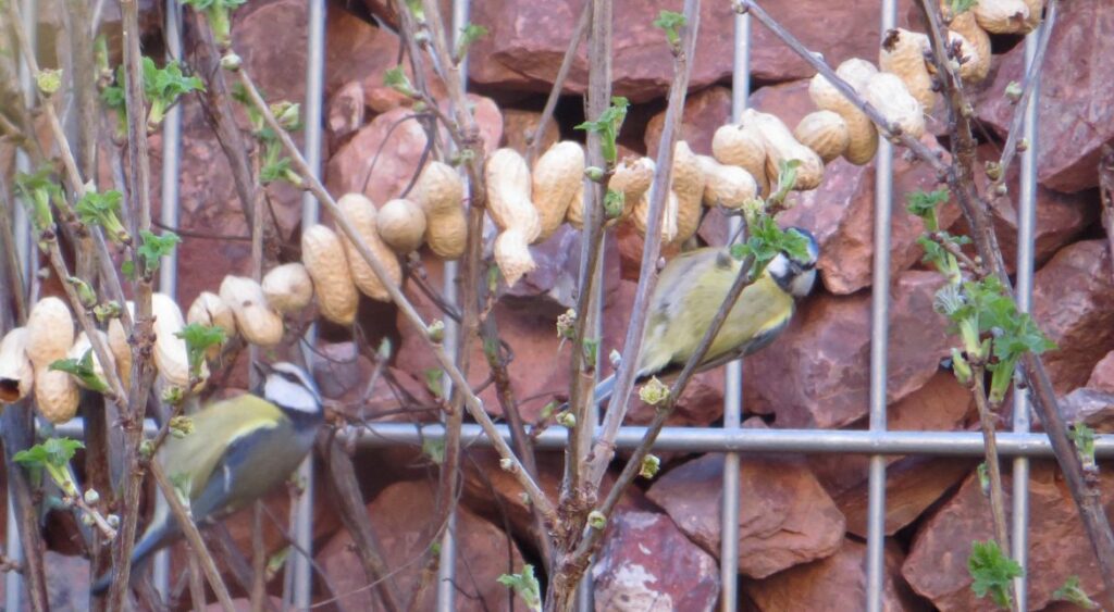 Do It Yourself: Make Peanut Necklace For Birds