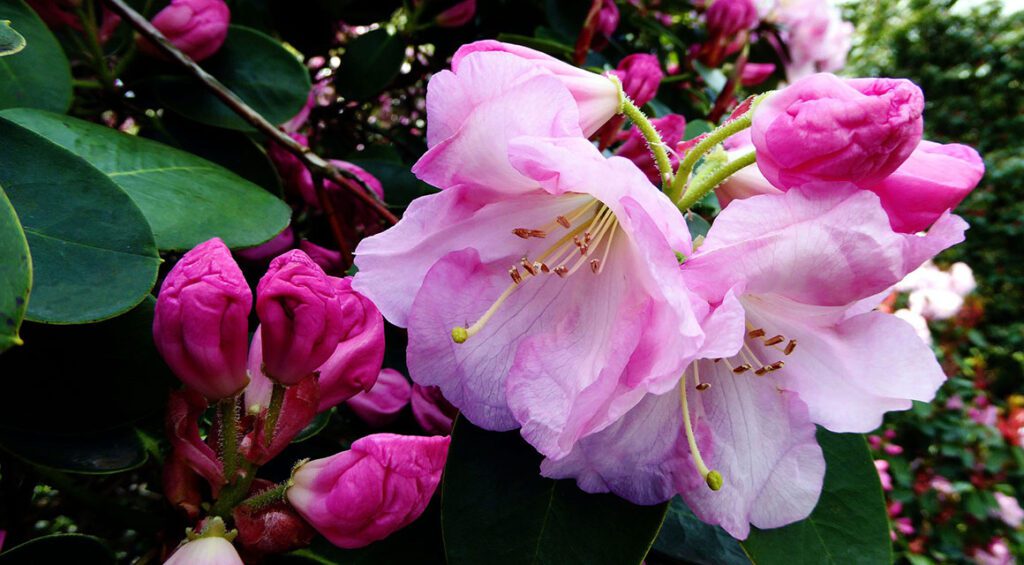 Can You Use Rhododendron As A Hedge Plant