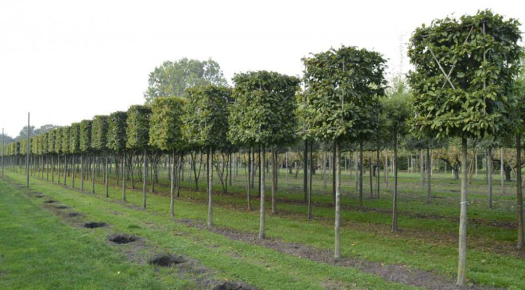 What Are The Varieties Of Espalier Trees And What Variety Should I Choose?