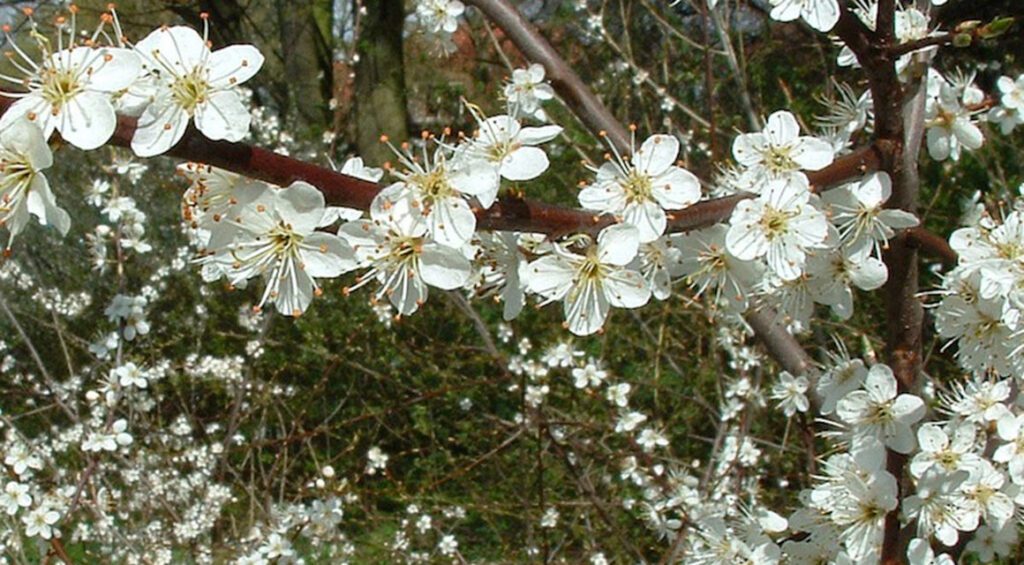 Winter Protection For Hedge Plants