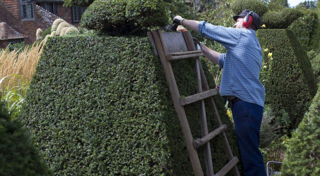 What Makes Good Hedge Plants?