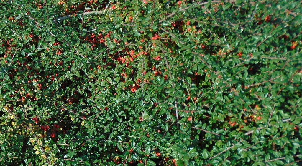 Firethorn As A Hedge Plant: Attractive All Year Round