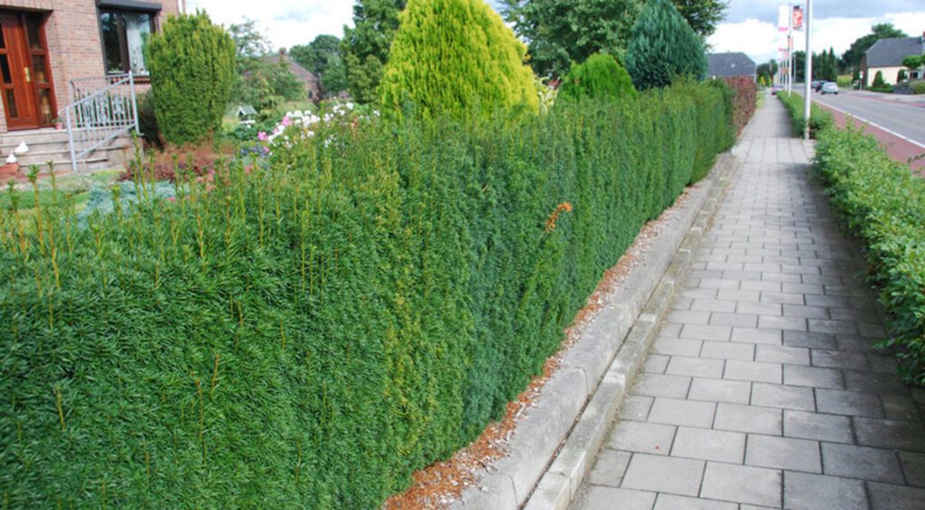 Do Conifers Make For A Good Hedge?
