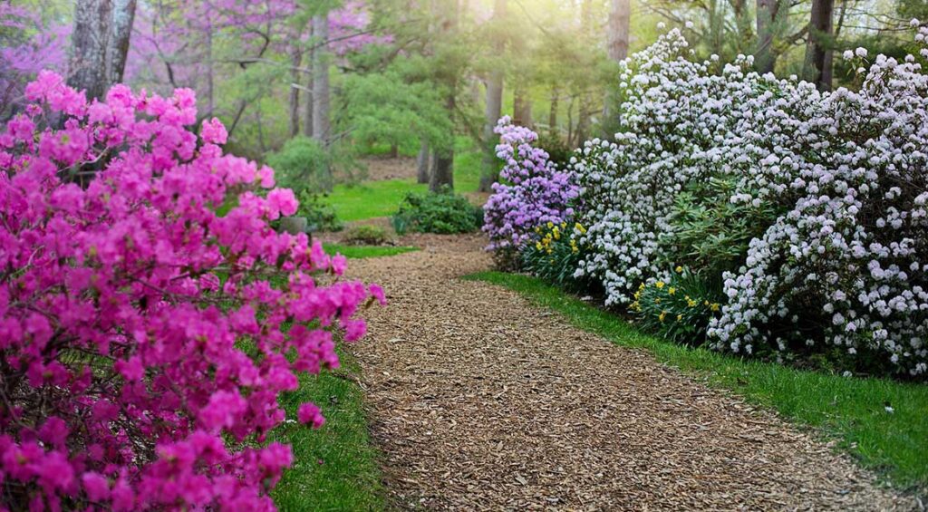 Rhododendron: A Beautiful Spring Bloomer