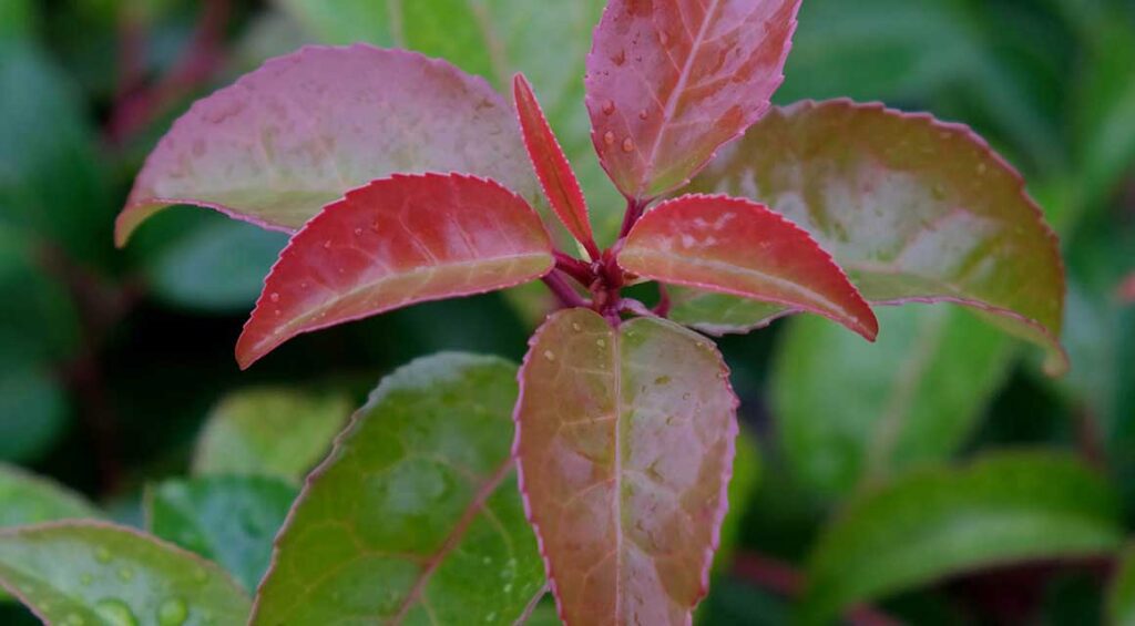 Why Is The Cherry Laurel So Unusual?