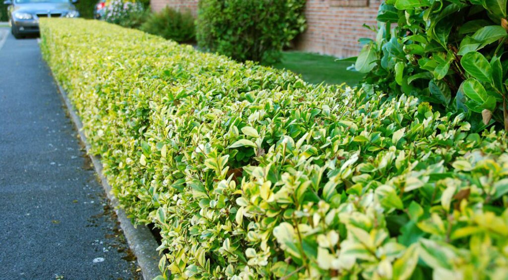 Hedge Plants For A Garden In The City