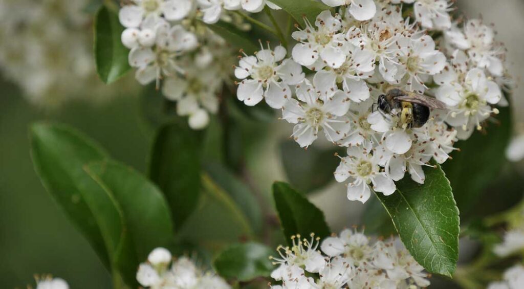 What Deciduous Hedge Plants Provide Privacy?