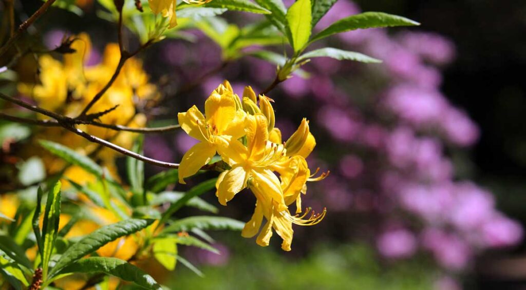 Rhododendron: A Beautiful Spring Bloomer