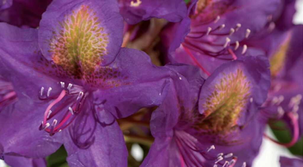 Can You Use Rhododendron As A Hedge Plant