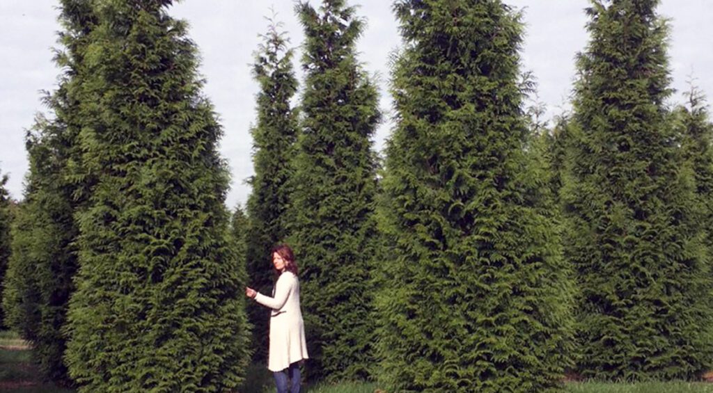 What Are The Varieties Of Thuja?