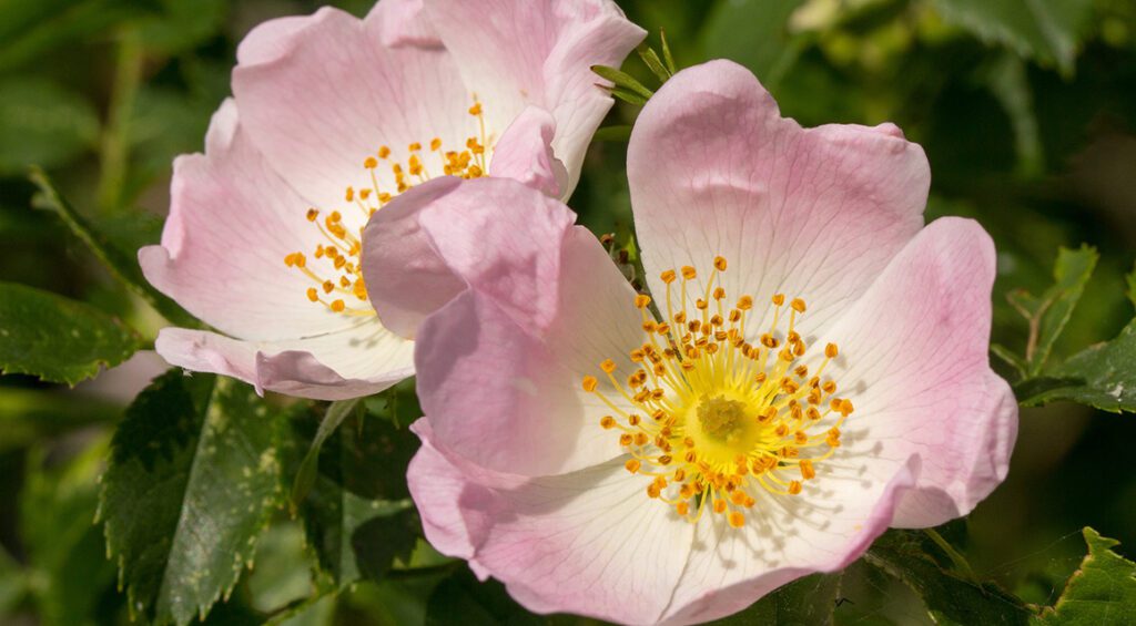 Can Roses Be Used As A Hedge?