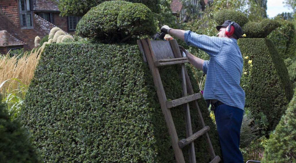 How To Get A Dense Hedge?