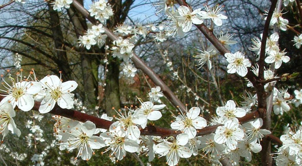 What Hedge Plants Have Thorns?