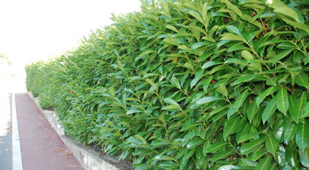 How To Keep Cherry Laurel Hedge Narrow