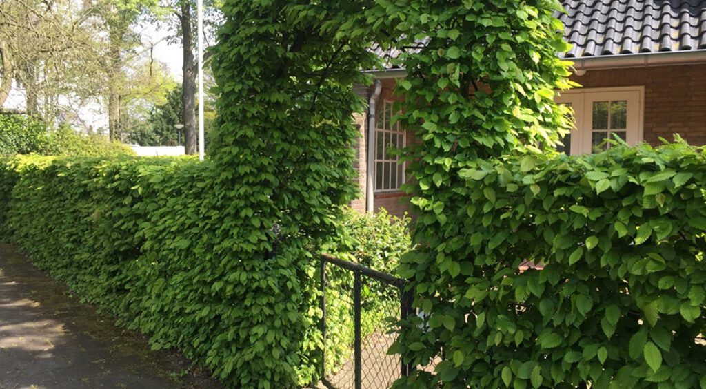 How Do You Cut A Hornbeam Hedge?