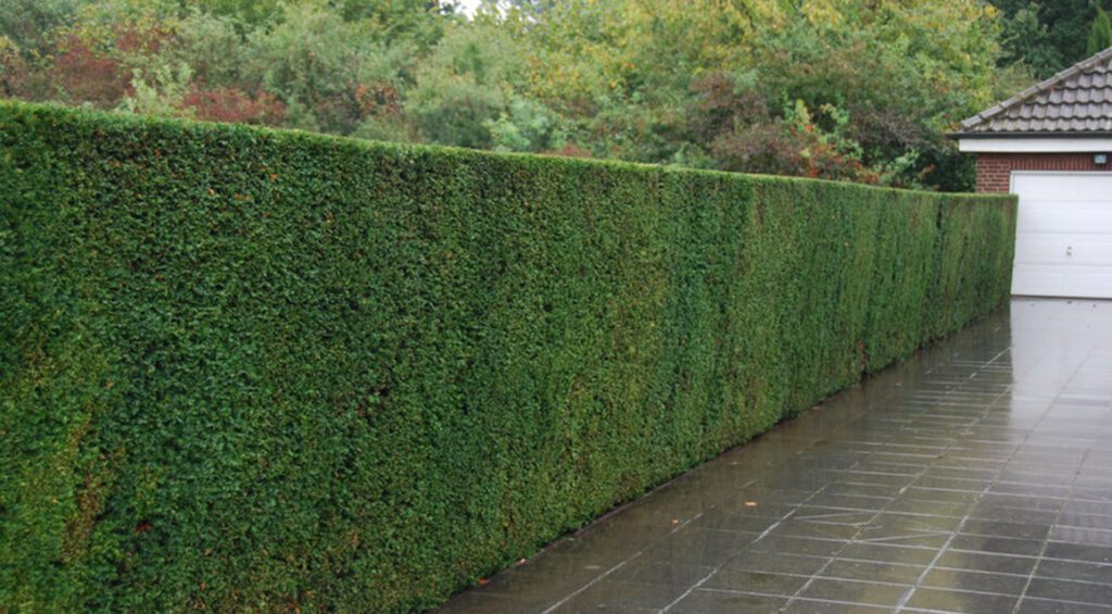 How Quickly Do Yew Hedges Grow