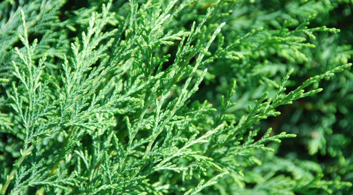 How Fast Do Conifers Grow? - Gardeninguru