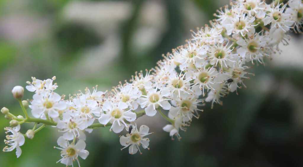 New Garden? These Fast-growing Plants Will Soon Be Hedges!