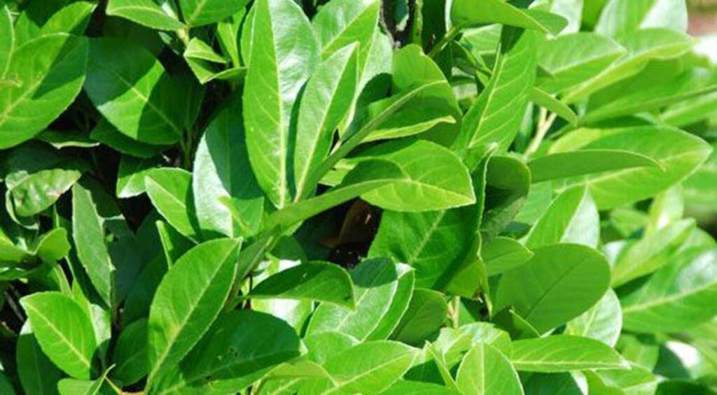 The Growth Performance Of A Cherry Laurel Hedge