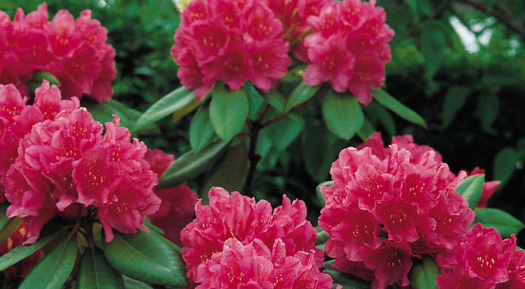 Can You Use Rhododendron As A Hedge Plant