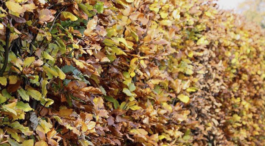 How To Protect Hedge Plants From The Cold