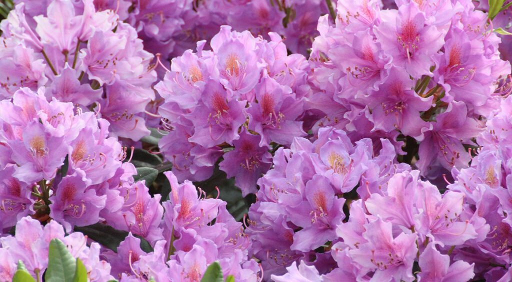 A Hedge With A Long Flowering Period