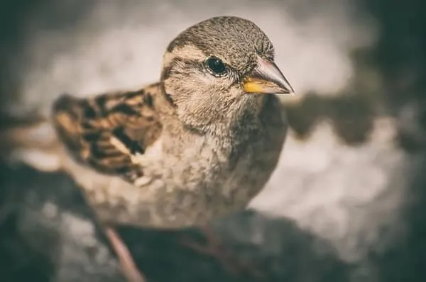 7 Best Sparrow Repellent Remedies
