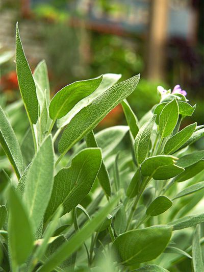 What Does Sage Help With In The Garden?