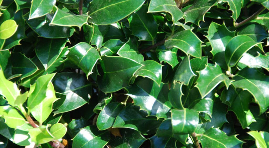 The Best Evergreen Burglar Resistant Hedges