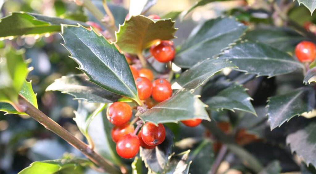 Yous Can Plant These Hedges In The Winter