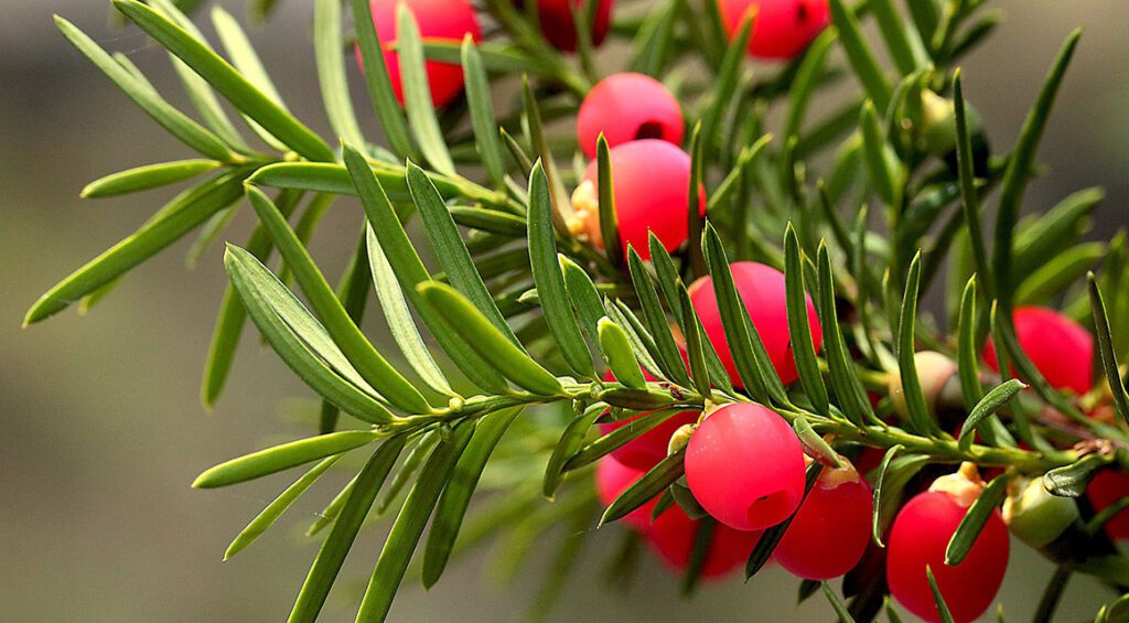 These Hedge Plants Remain Green All Year Round