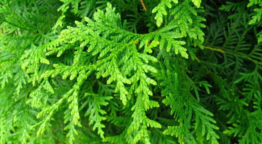 How To Grow And Use Thuja Hedge In Small Gardens