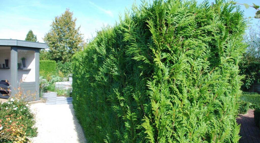 How To Grow And Use Thuja Hedge In Small Gardens