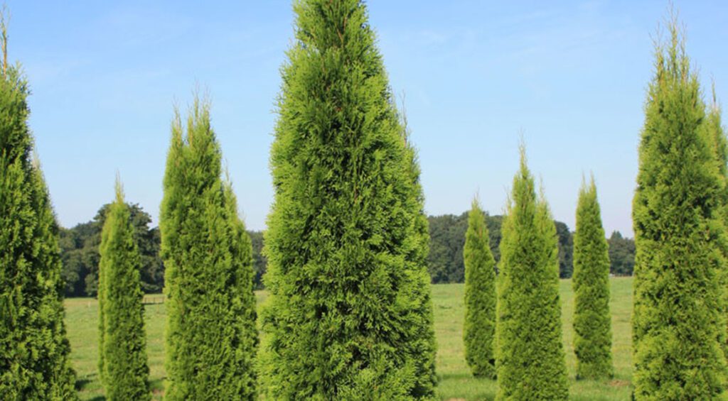How And When To Plant Thuja (Tree Of Life)?
