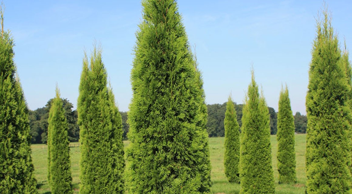 Thuja Pflanzen Wann