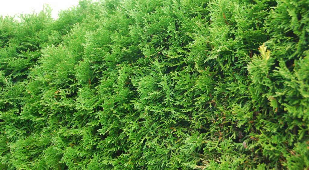 How To Grow And Use Thuja Hedge In Small Gardens